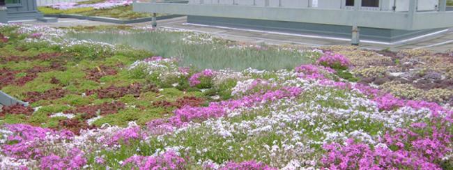 View of eco-roof atop Central Library